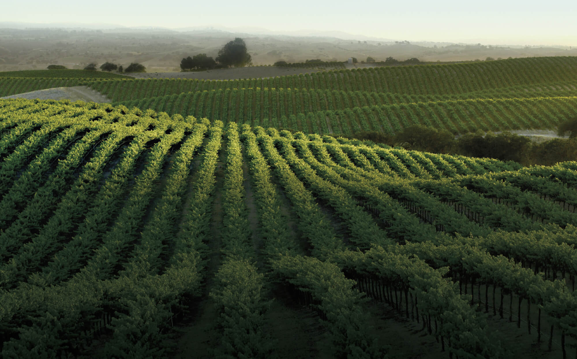 Iron + Sand Wines View of Vineyards