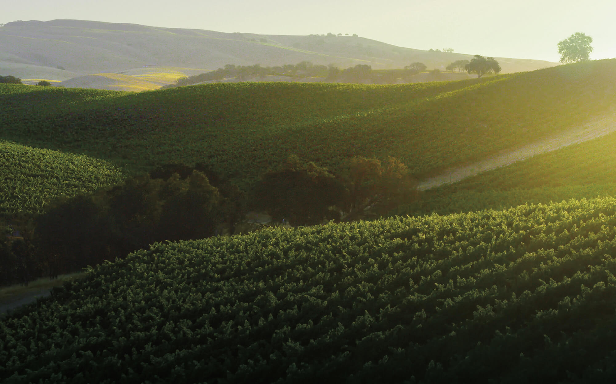 View of vineyards and hills